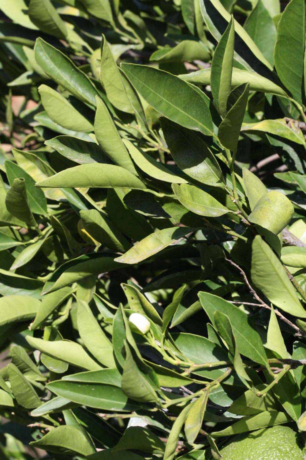              Sun leaves (Riverside, CA)       